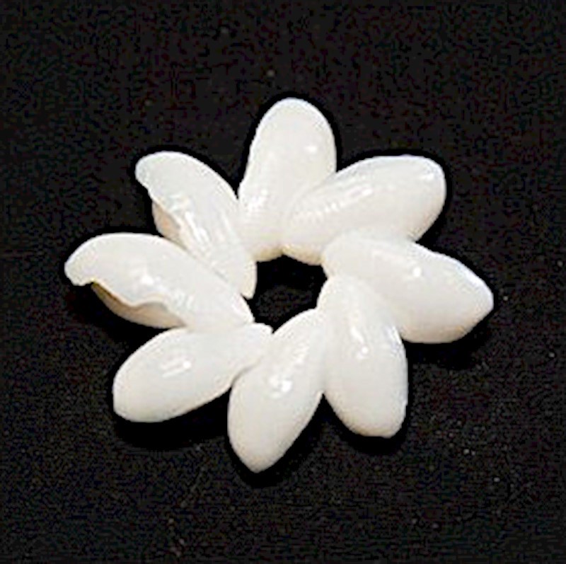 Bubble Shell Rosette