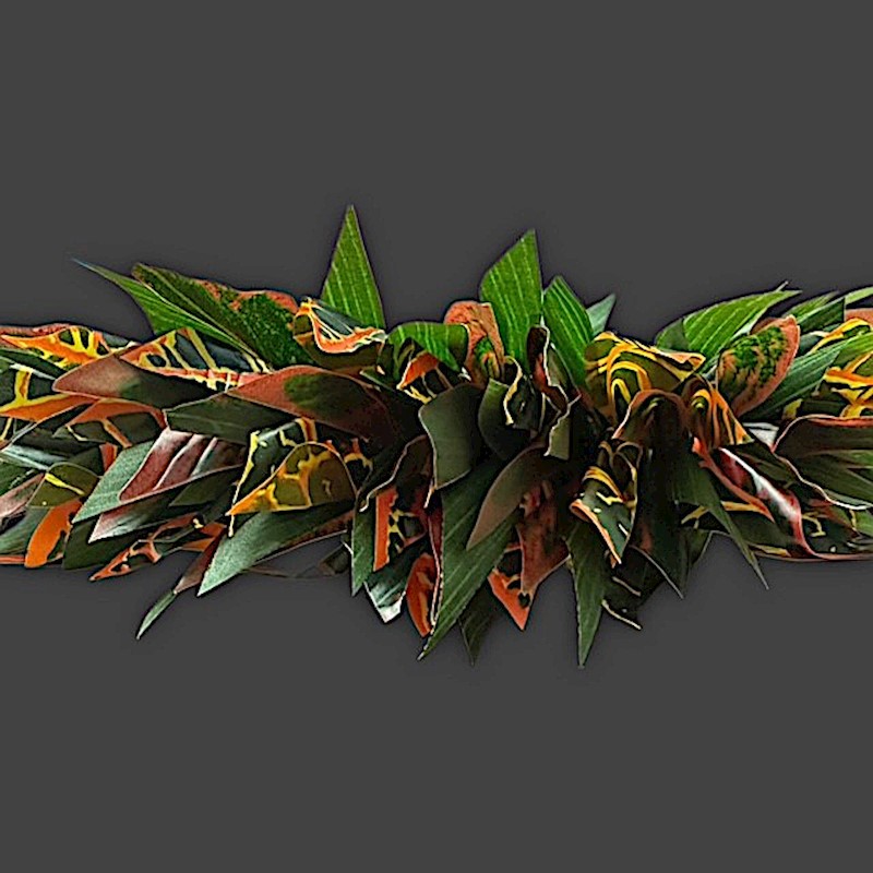 Croton Lei Po'o