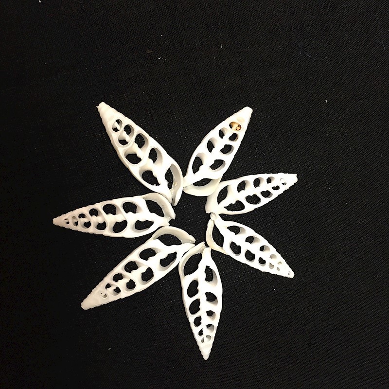 Cut White Shell