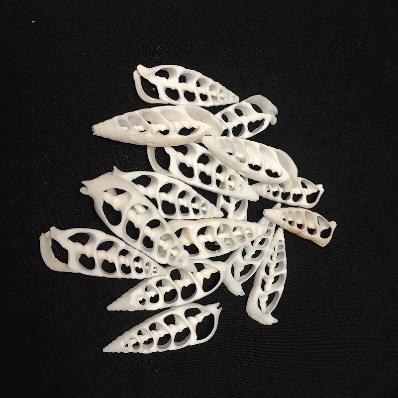 Cut White Shell