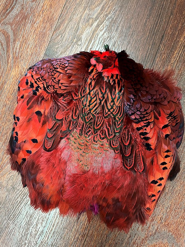 Dyed Pheasant Pelt