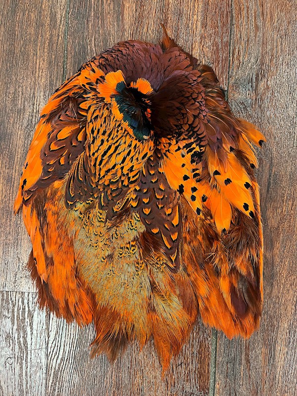Dyed Pheasant Pelt