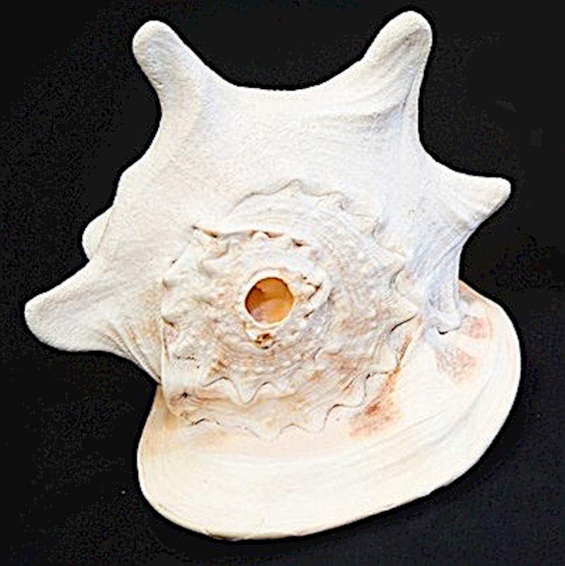 Helmet Conch Shell