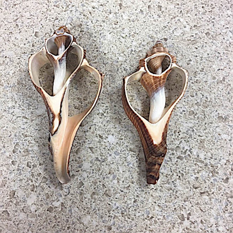 Large Cut Brown Shell ~2.5”