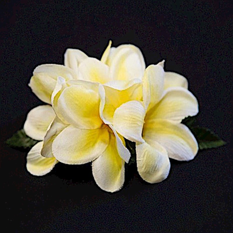Plumeria Clip - Yellow