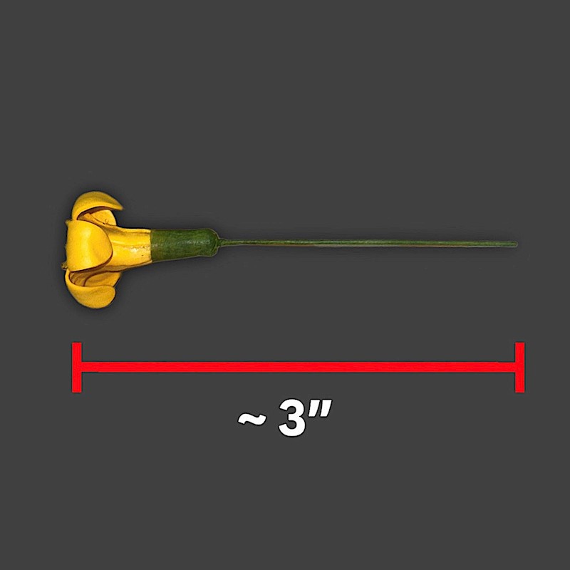 Puakenikeni Pick