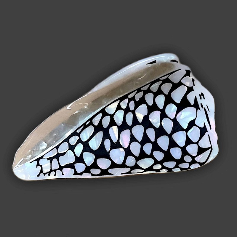 Shell Claw Clip