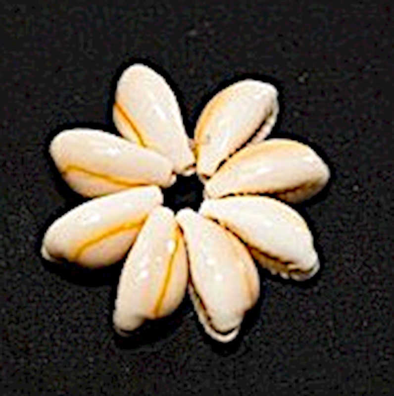 Shell Rosette