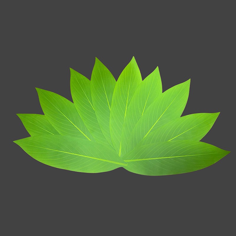 Silk Ti Leaf Package