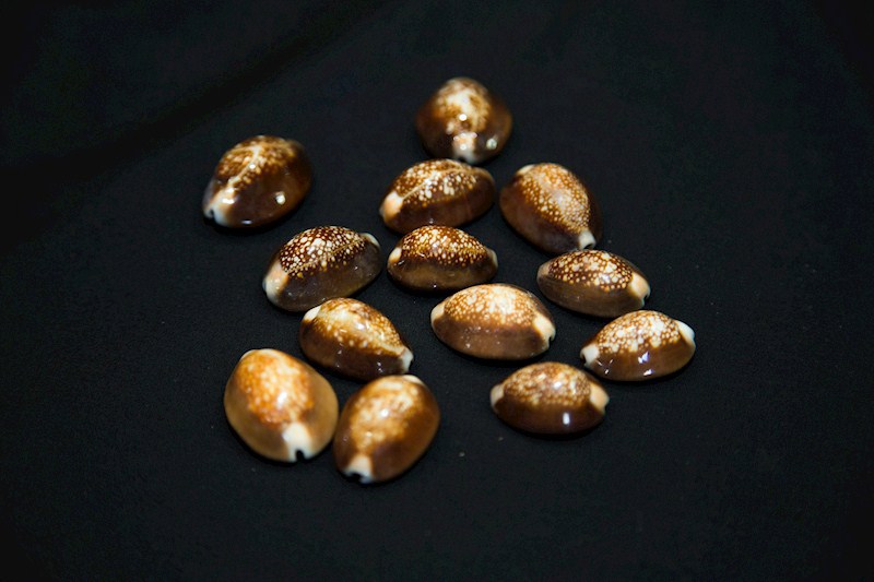 Snakehead Cowry