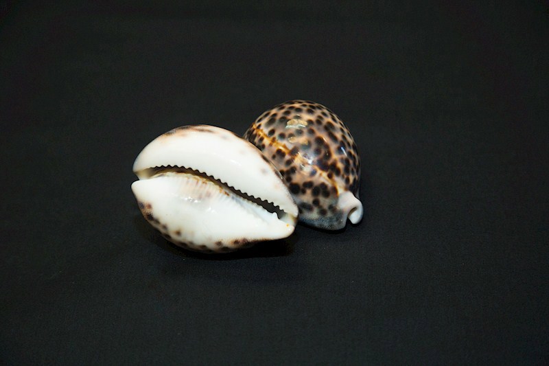 Tiger Cowry