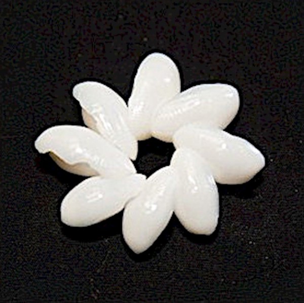 Bubble Shell Rosette