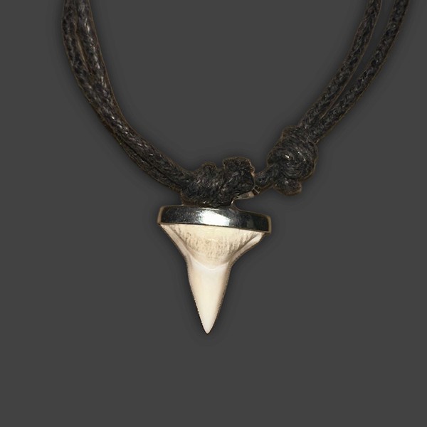 Child Shark Tooth Necklace