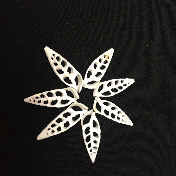 Cut White Shell