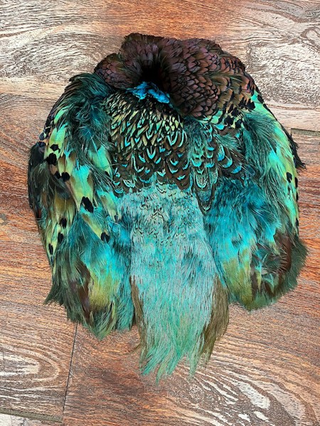 Dyed Pheasant Pelt