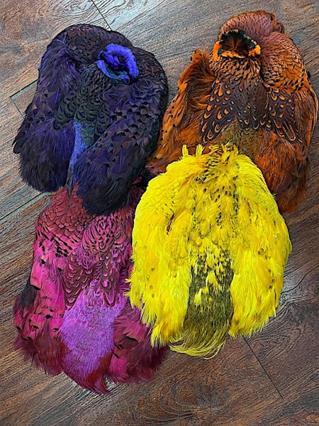 Dyed Pheasant Pelt