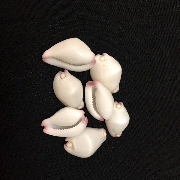 Egg Shell Cowry