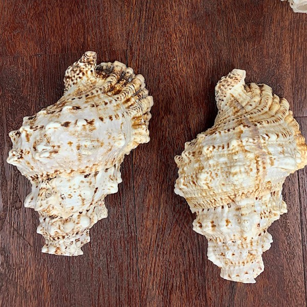 Frog Shell Conch