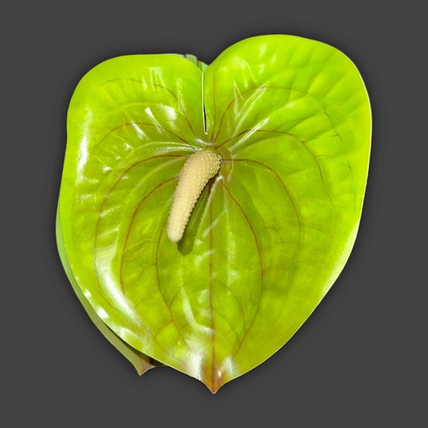 Large Anthurium Claw Clip