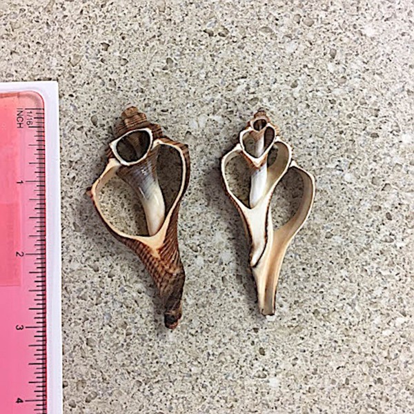 Large Cut Brown Shell ~2.5”