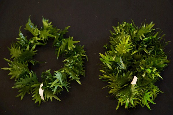 Mini Fern Headband