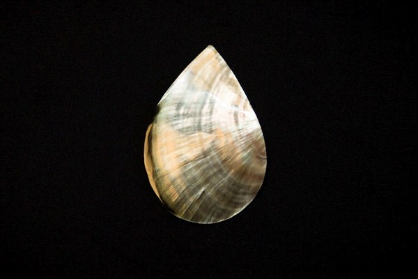 Mother of Pearl