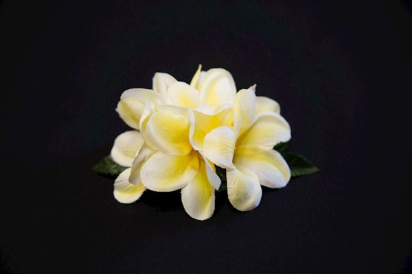 Plumeria Clip - Yellow
