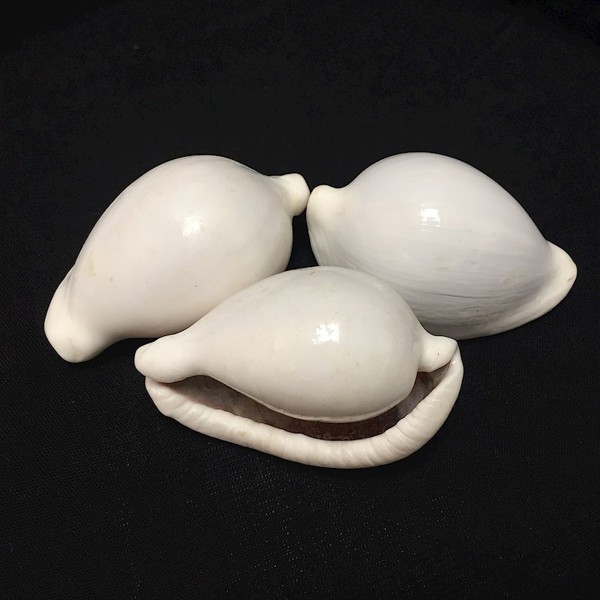 Puleoto Shell