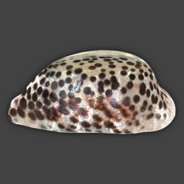 Shell Claw Clip