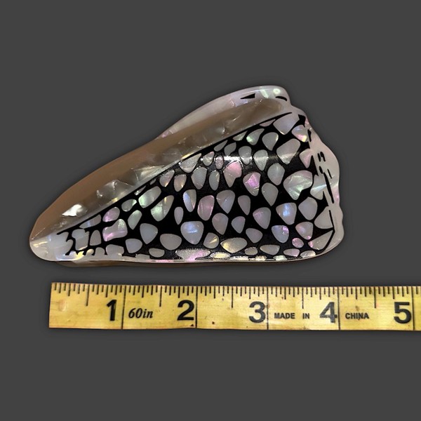 Shell Claw Clip
