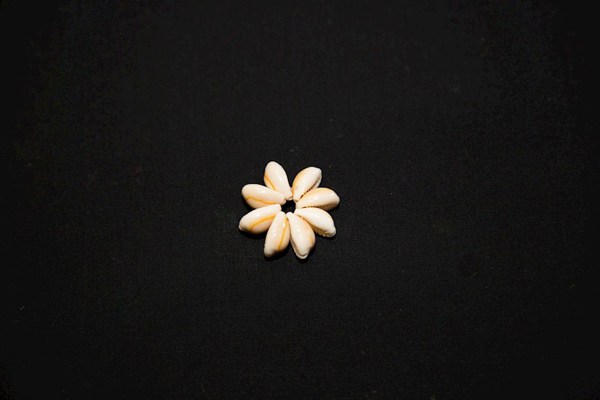 Shell Rosette