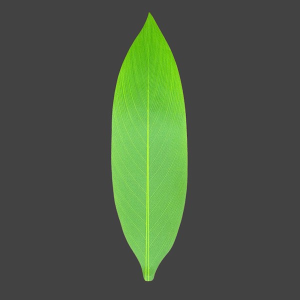 Silk Ti Leaf Package