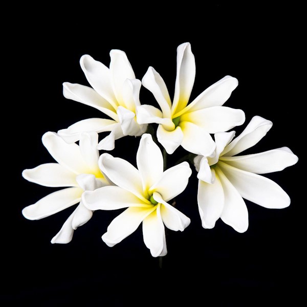 Small Tiare Pick