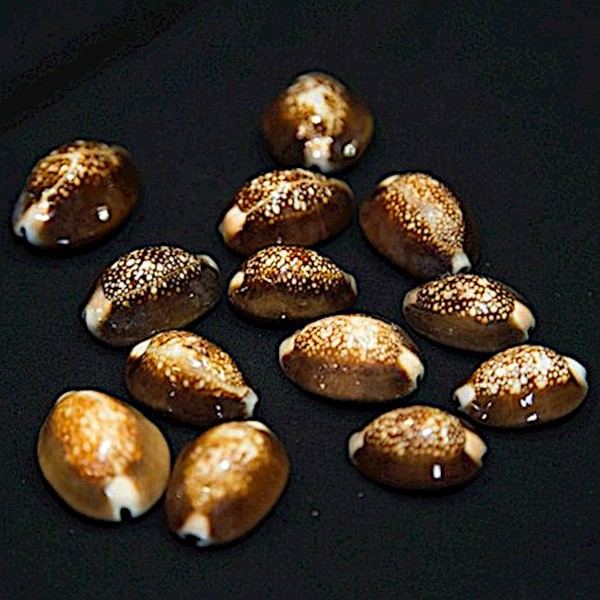 Snakehead Cowry