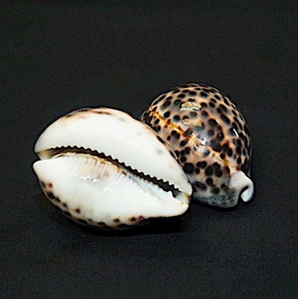 Tiger Cowry